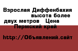 Взрослая Диффенбахия Cool Tigris, высота более двух метров › Цена ­ 10 000 - Пермский край  »    